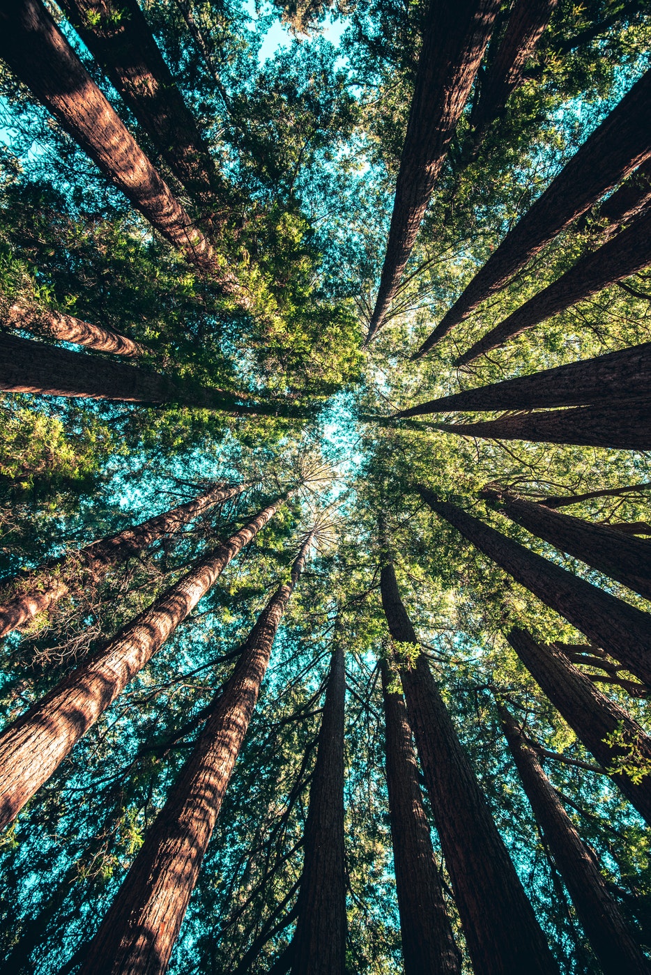 soleil persant dans une forêt de sapins